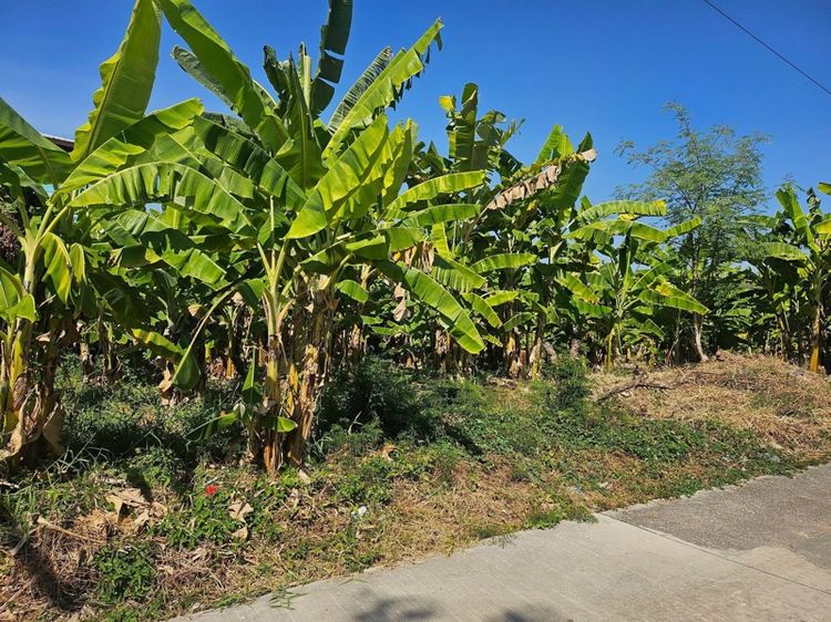 ที่ดินติดบึงทุ่งสร้างซอยลาดคนึง 29
