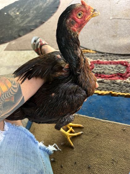 แม่พันธุ์ไก่พม่า ลูกสาวยอดวิชา จ่ายลูกดี ไก่ 9-10 เดือนครับ สนใจโทรต่อลองราคา095-017-1239 รูปที่ 2