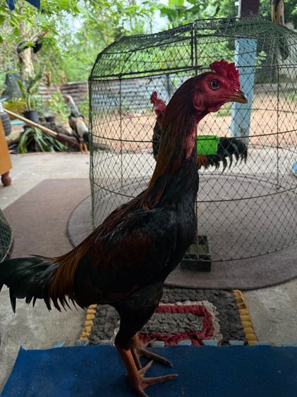 ไก่หนุ่ม ปากไวจิ้มตี ชอบคาง แข้ง200เปอร์เซ็นต์ รูปที่ 2