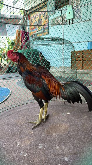 ไก่หนุ่ม ปากไวจิ้มตี ชอบคาง แข้ง200เปอร์เซ็นต์ รูปที่ 3