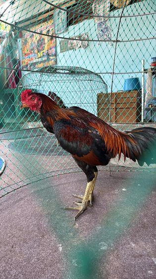 ไก่หนุ่ม ปากไวจิ้มตี ชอบคาง แข้ง200เปอร์เซ็นต์ รูปที่ 4