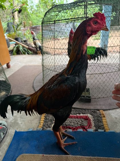 ไก่หนุ่ม ปากไวจิ้มตี ชอบคาง แข้ง200เปอร์เซ็นต์