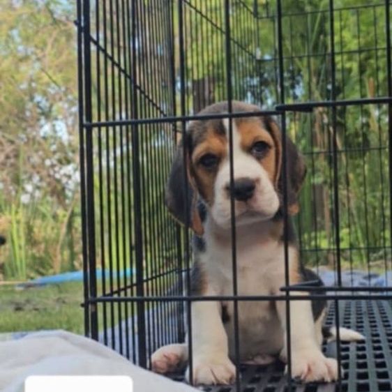 บีเกิล (Beagle) เล็ก ลูกสุนัขบีเกิ้ลผู้