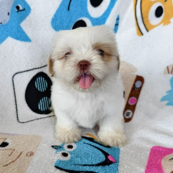 ชิสุแท้ขาวครีม