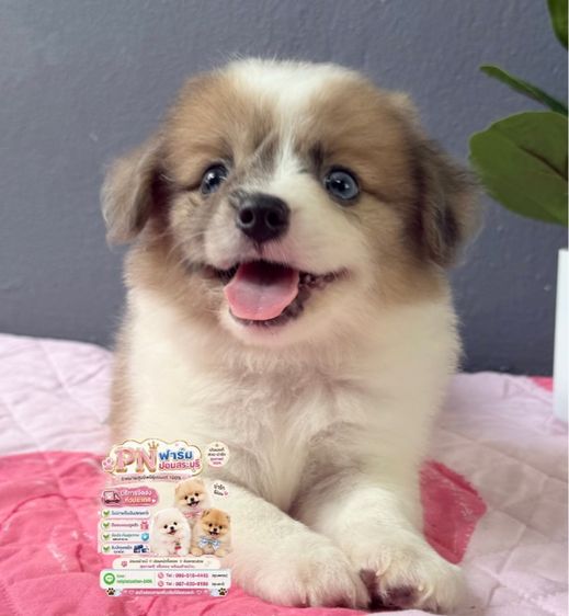 ปอมผสมราคาถูก รูปที่ 5