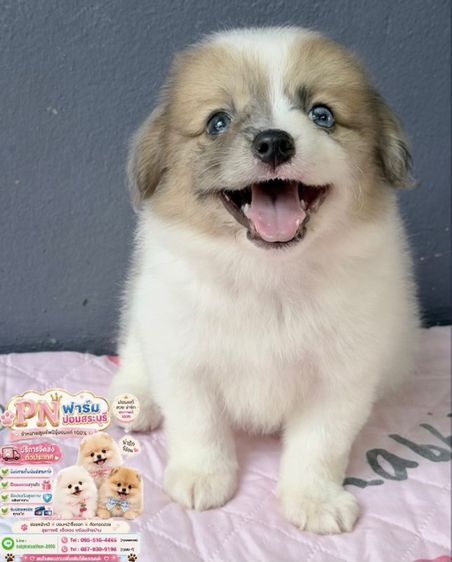 ปอมผสมราคาถูก รูปที่ 8