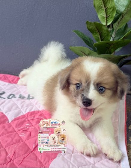 ปอมผสมราคาถูก รูปที่ 2