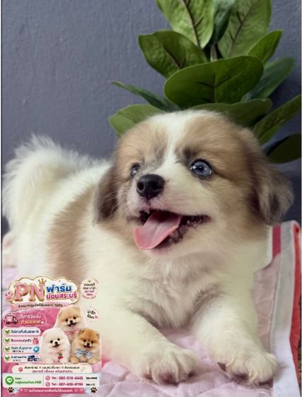 ปอมผสมราคาถูก รูปที่ 6