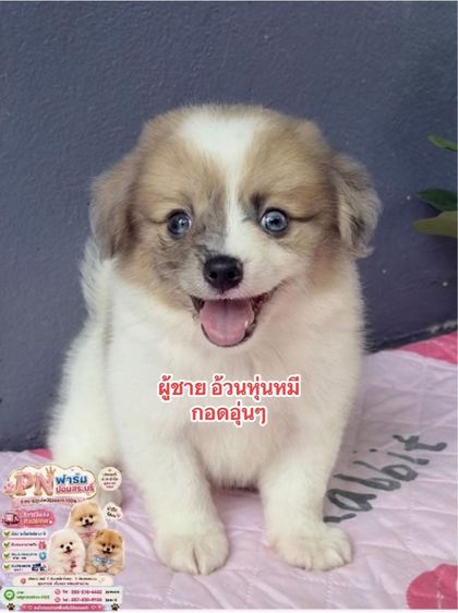 ปอมผสมราคาถูก