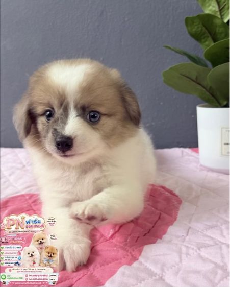 ปอมผสมราคาถูก รูปที่ 7