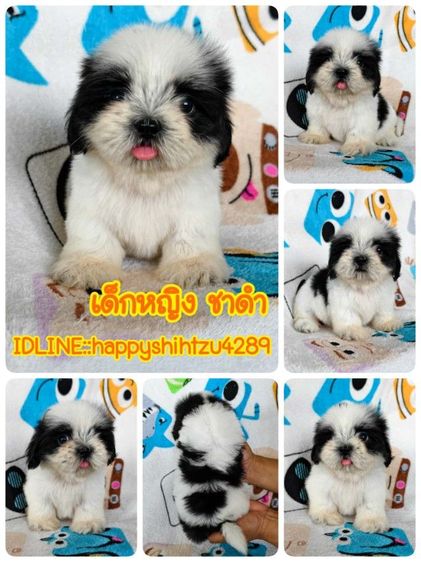 ชิสุแท้สีขาดำ