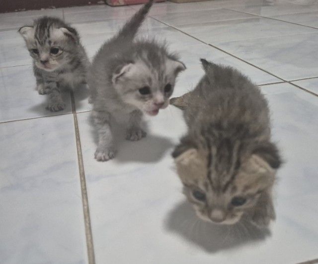 สก็อตติช โฟลด์ (Scottish Fold) แมวสก็อตติช ผสม