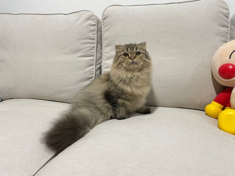 น้องแมวสก็อตติช