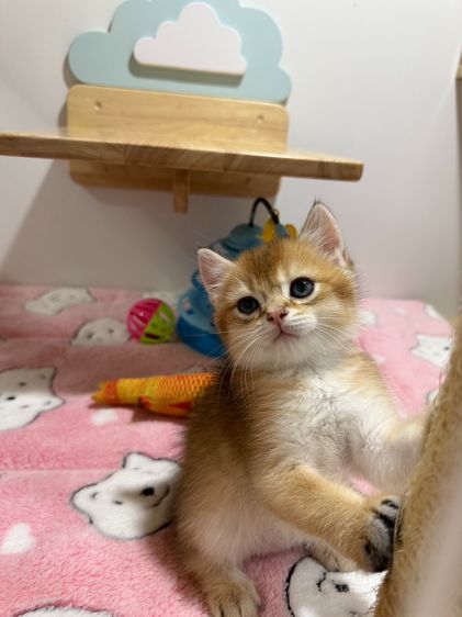 หนุ่มน้อยบริติซ ชอทเเฮร์ รูปที่ 3