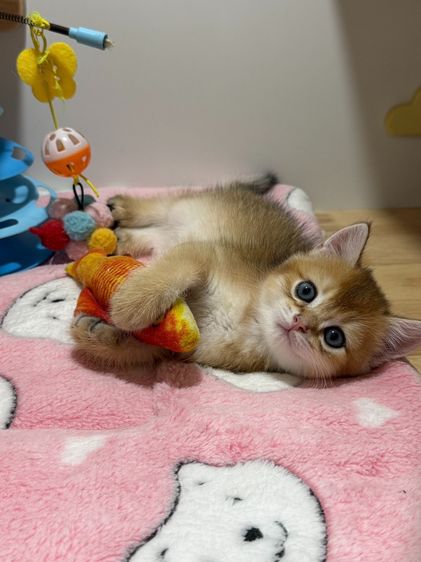 หนุ่มน้อยบริติซ ชอทเเฮร์ รูปที่ 4