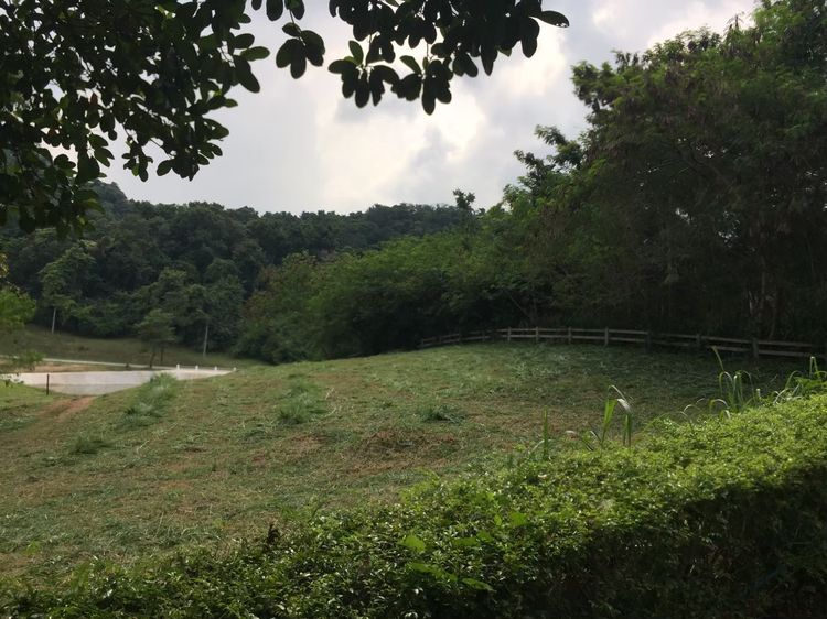 ขายที่ดินแรร์ไอเทม(Rare Item) ในสนามกอล์ฟ Sir James Forest Hill มวกเหล็ก สระบุรี วิวภูเขาโอบล้อม บรรยากาศเขาใหญ่ เจ้าของขายเอง รูปที่ 2