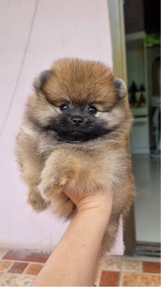 ปอมเมอเรเนียน รูปที่ 8