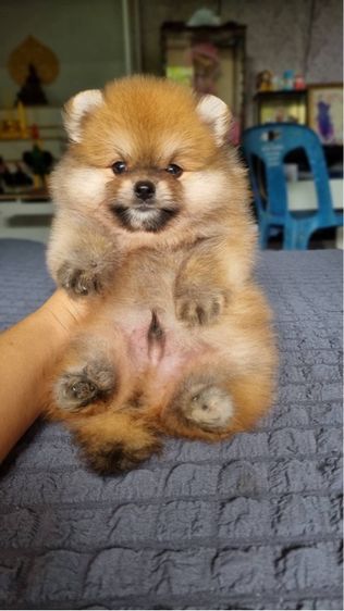 ปอมเมอเรเนียน รูปที่ 4
