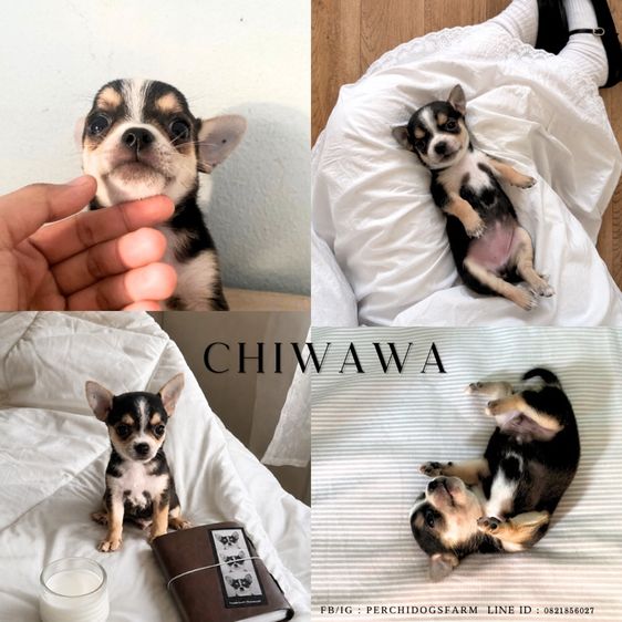 ชิวาวา (Chihuahua) เล็ก ลูกหมา ชิวาวา 