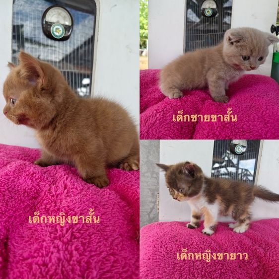 มันช์กิ้นบริติช สีสวยๆ