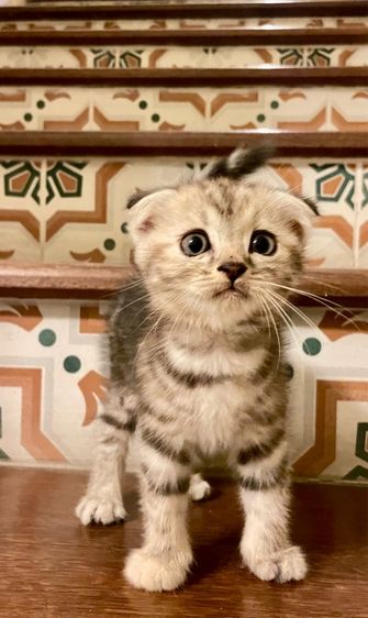 สก็อตติช โฟลด์ (Scottish Fold) เด็กหญิงหูพับ