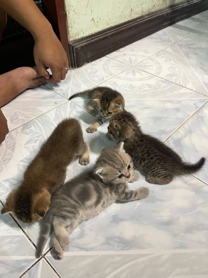 บริติช ชอร์ตแฮร์ (British Shorthair) สก็อตติสบริติสแท้