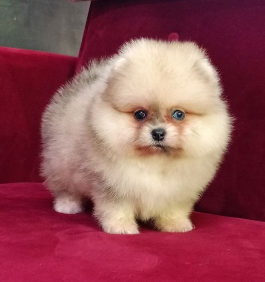 ปอมเมอเรเนียน (Pomeranian) เล็ก ปอมเมีย