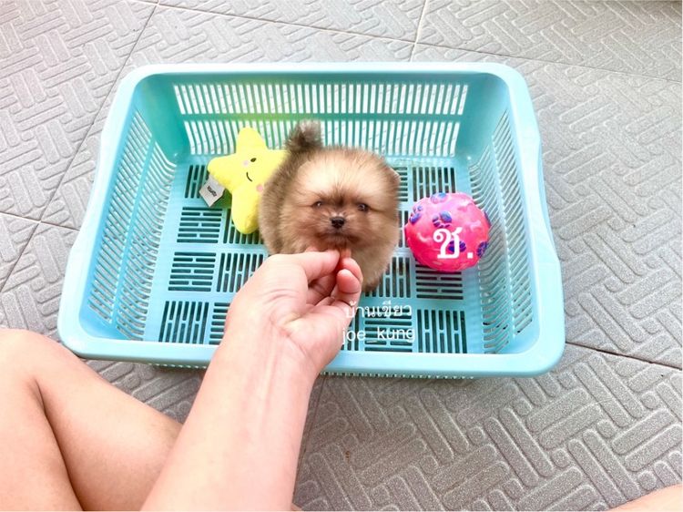 ปอมเมอเรเนียน (Pomeranian) เล็ก ปอมแท้ ตัวจิ๋วๆนครปฐม
