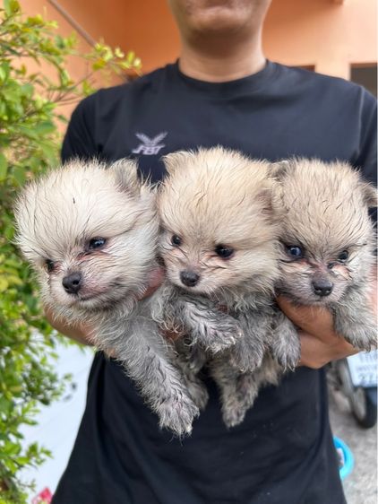 ปอมแท้ราคาถูก