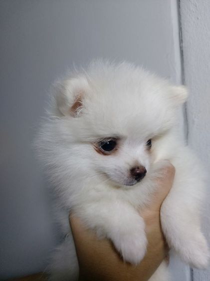 ลูกสุนัขปอม