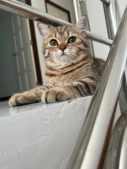 สก็อตติช โฟลด์ (Scottish Fold) แม่พันธุ์ สก๊อตติช ยังไม่ทำหมัน