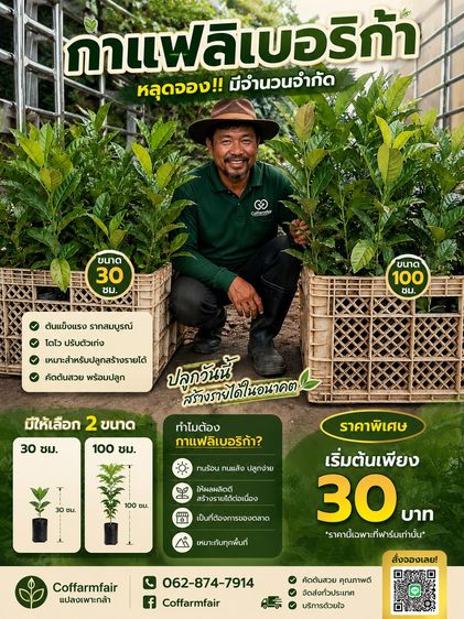 พิเศษชุด 10 ต้นกาแฟลิเบอริก้า เพาะจากเมล็ดนำเข้า สายพันธุ์พรีเมียมที่โตไว ทนทานต่อโรคให้ผลผลิตดี รสชาติเข้มข้นพร้อมกลิ่นหอมละมุนฟรุตตี้