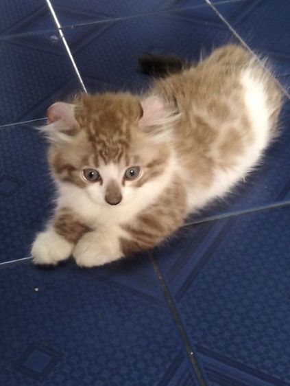 ลูกแมวมัดกิ้นและเบงกอล