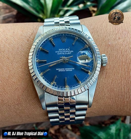 Rolex Datejust Blue Tropical Fade Automatic Cal.3035 Swiss Jubille Steel รูปที่ 3