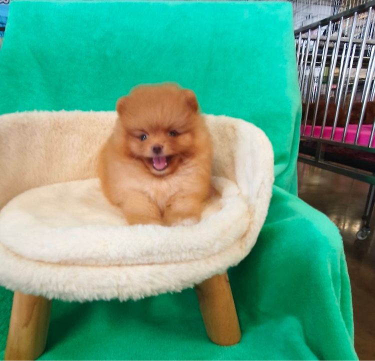 ปอมเมอเรเนียน (Pomeranian) เล็ก ลูกปอมเมอเรเนียนผุ้1เมีย1