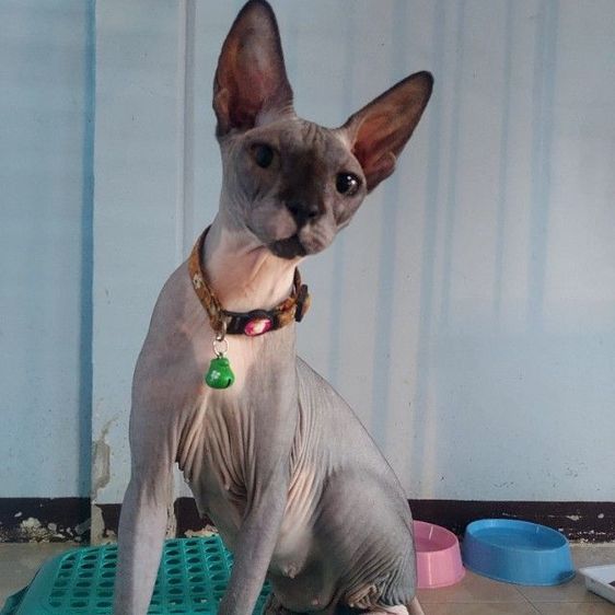 สฟิงซ์ (Sphynx) แบ่งแม่พันธ์ขายาว