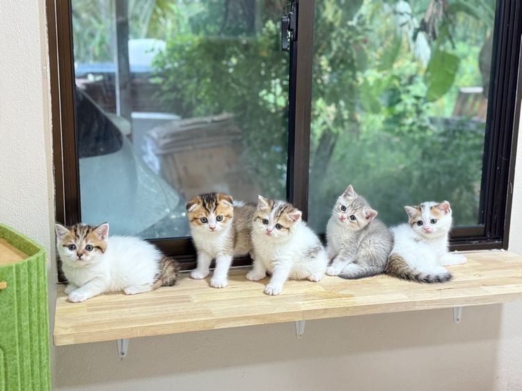 สก็อตติช โฟลด์ (Scottish Fold) ลูกแมวสก๊อตติชโฟลด์
