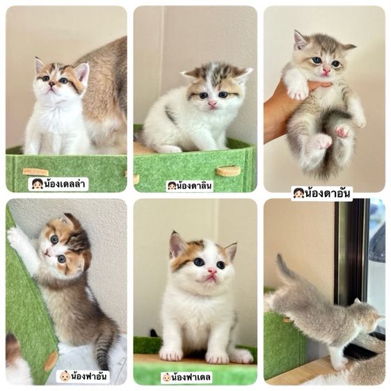 ลูกแมวสก๊อตติชโฟลด์ รูปที่ 15