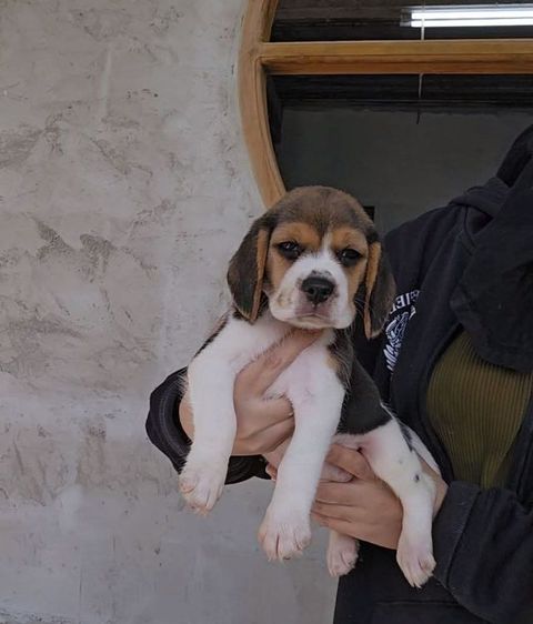 บีเกิล (Beagle) เล็ก ลูกสุนัขบีเกิ้ลเมีย