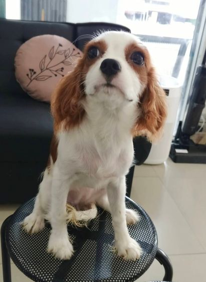 คาวาเลียร์ คิง ชาลส์ สแปเนียล (Cavalier King Charles Spaniel) เล็ก สา วน้อยคาวาเลียร์ คิง ชาลส์ สแปเนียล 