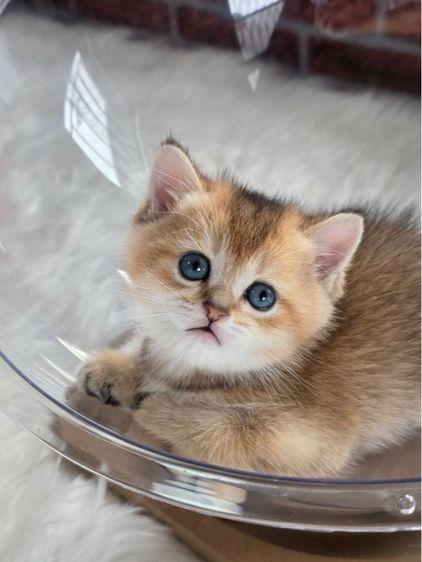 บริติช ชอร์ตแฮร์ (British Shorthair) สาวน้อยบริติซ