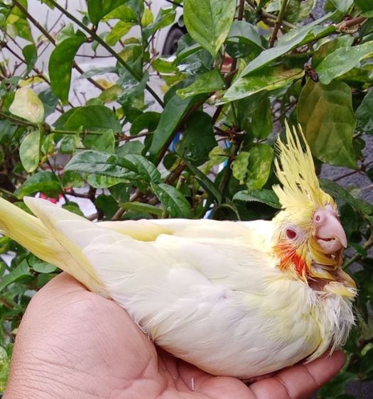 คอกคาเทล ลูกป้อน เพาะในบ้าน 