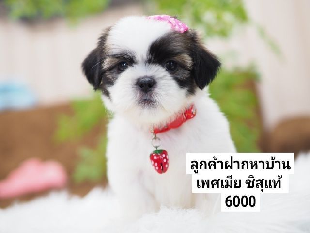 ชิสุ