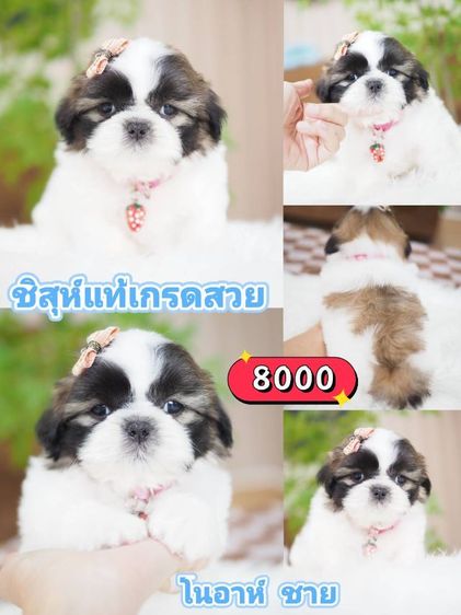 ชิสุ หลายตัว