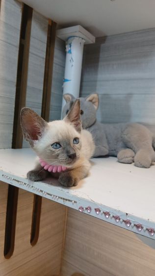 วิเชียรมาศ (Siamese Cat) แมววิเชียรมาศ สีบลูพ้อยท์ เพศผู้ คะวัคซีนแล้ว1เข็มก่อนย้ายตรวจหัดแมวฟรีรับประกันเอดส์แมวกับรูคีเมียคะ