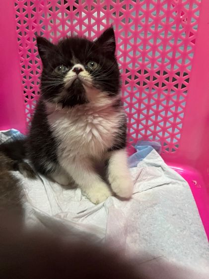 เอ็กโซติก ชอร์ตแฮร์ (Exotic Shorthair) น้องแมว