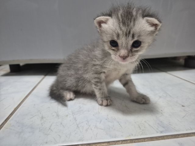 สก็อตติช โฟลด์ (Scottish Fold) แมวสก็อตติชผสมเปอร