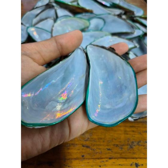 เปลือกหอยแมลงภู่น้ำหนัก100gล้างทำความสะอาดแล้วสำหรับDIY ตกแต่งบ้าน ทำงานประดิษฐ์