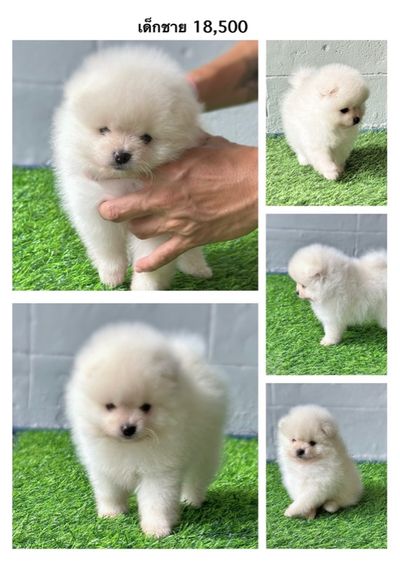 ปอมขาว รูปที่ 2