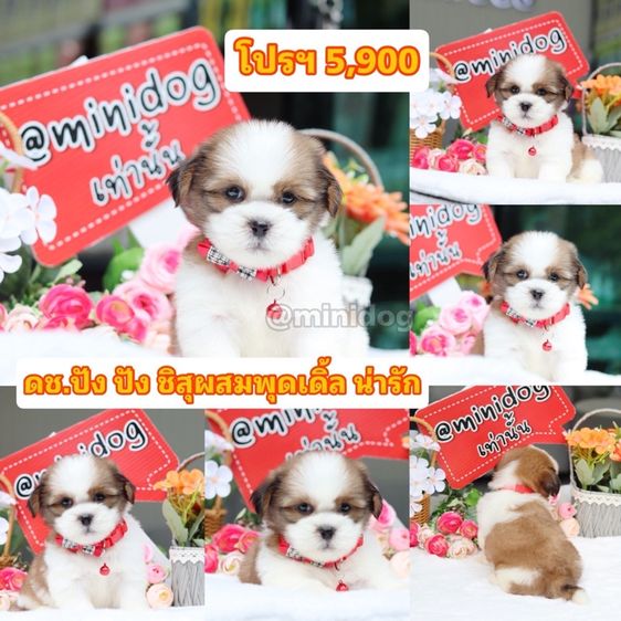 ชิสุผสมพุดเดิ้บ